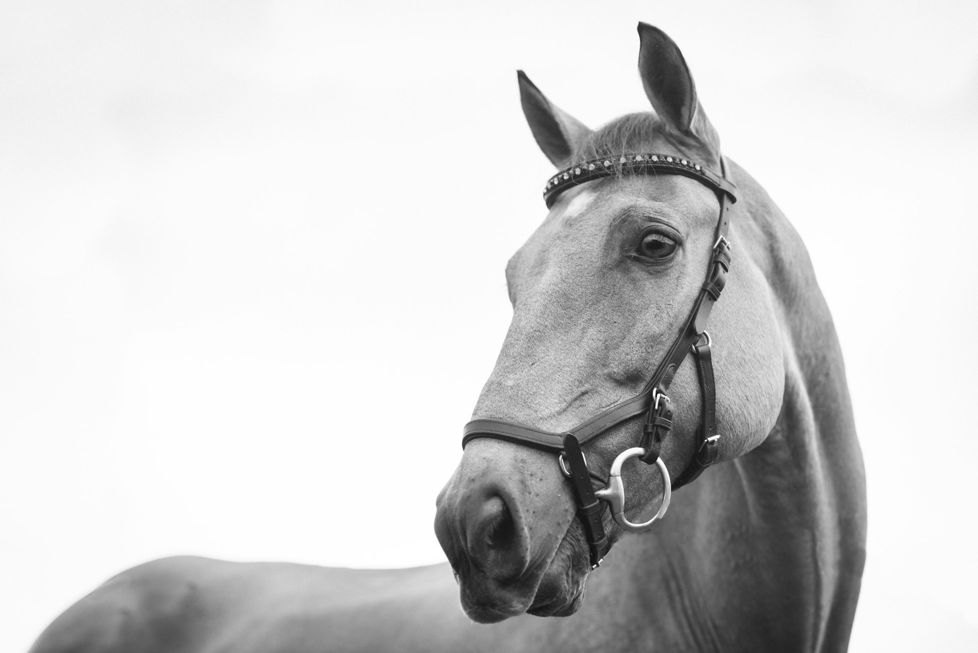 Black and white portrait of a grey horse with a bridle