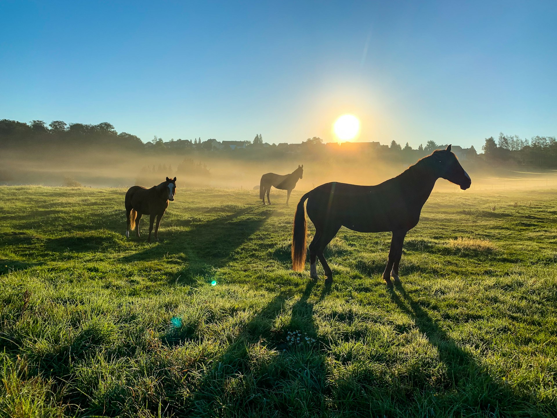 Horses grazing in a misty field at sunrise