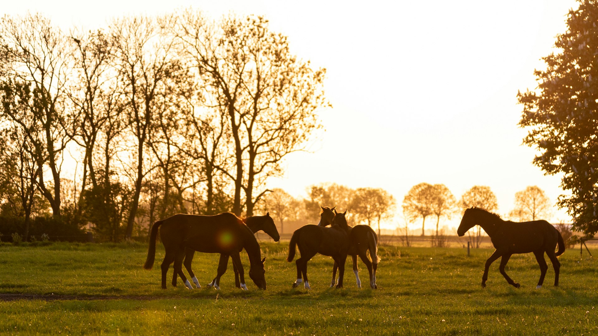 Horses grazing in a pasture at sunset