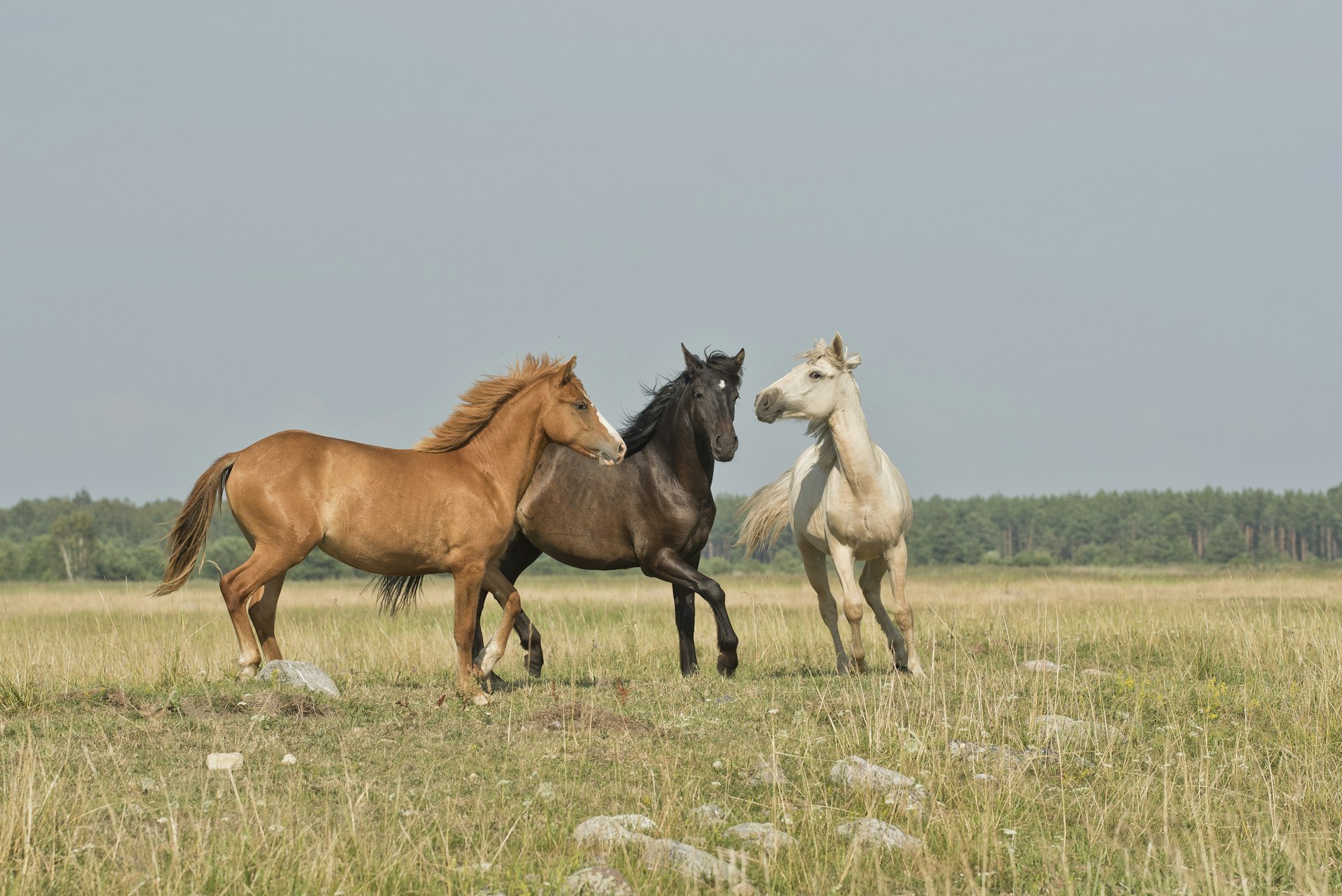 Three horses in a meadow