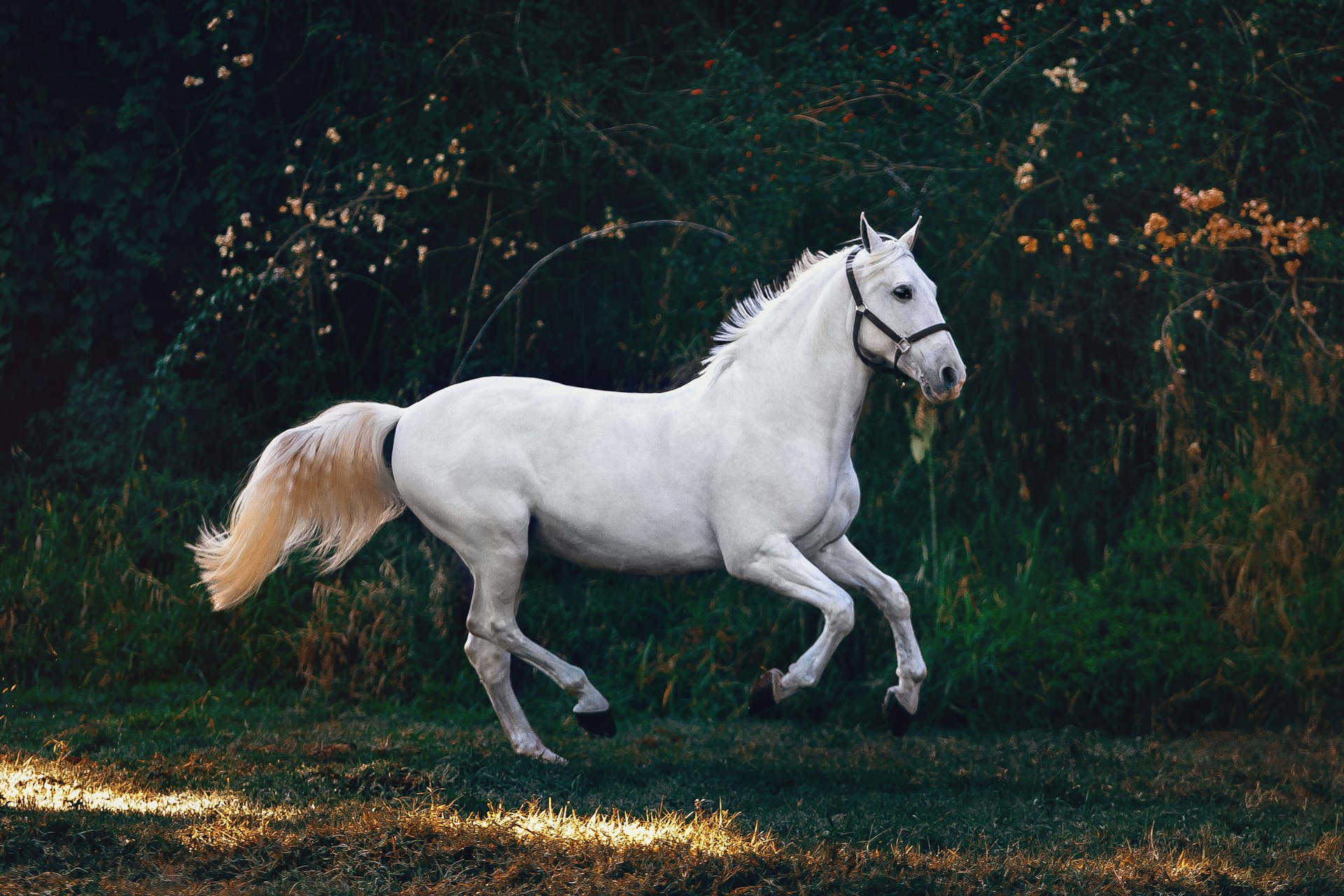White horse galloping in a green field